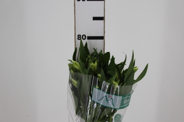 <h4>ALSTROEMERIA AKEMI 080 CM</h4>