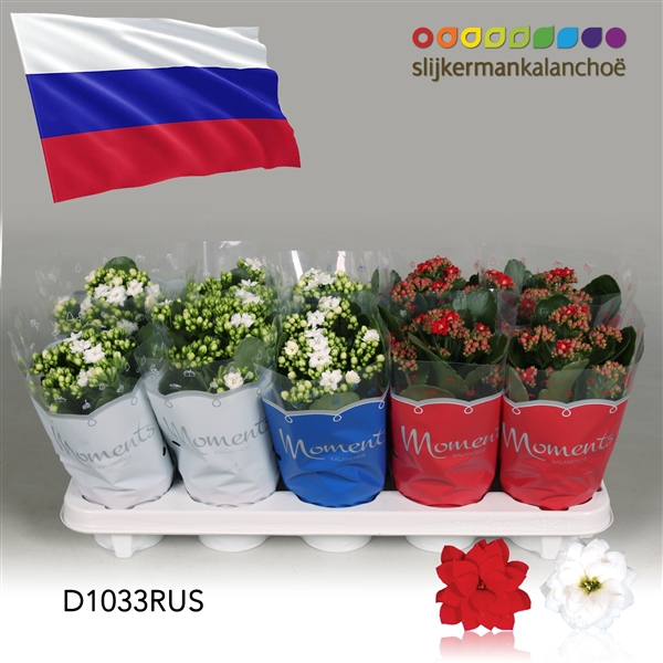 <h4>Kalanchoe Moments - Russia flag</h4>
