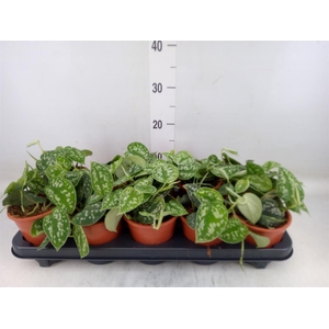 Scindapsus pictus 'Argyraeus'