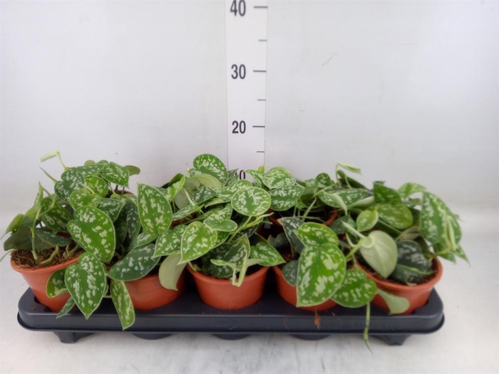 <h4>Scindapsus pictus 'Argyraeus'</h4>