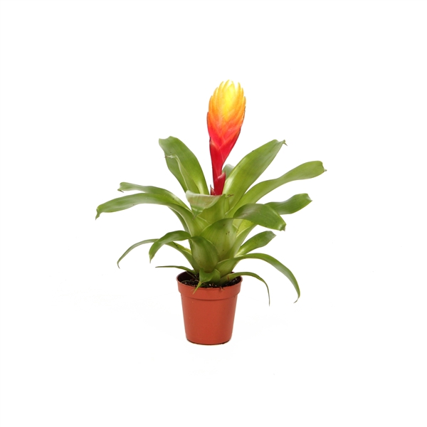 <h4>Vriesea Dorado</h4>