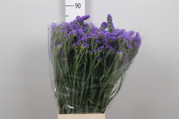 <h4>Lim S Pippa Wings</h4>