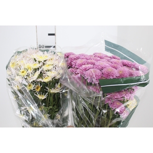CRISANTEMO SANTINI VARIADO 080 CM