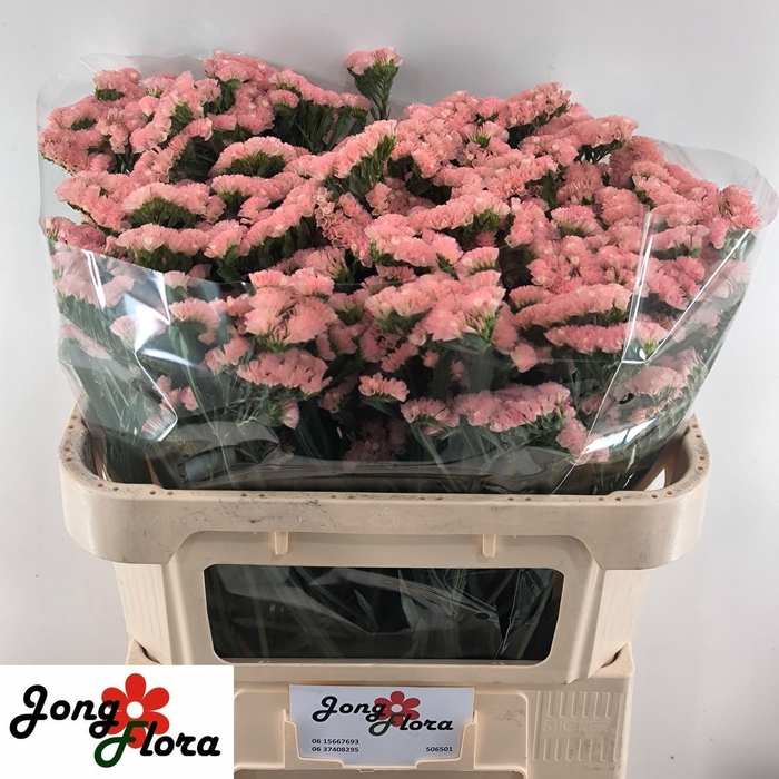 <h4>LIM S PEACH WINGS</h4>