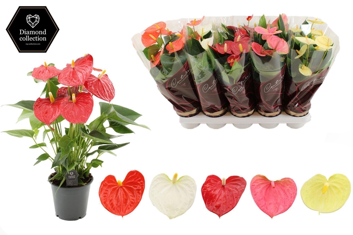 <h4>Anthurium 12 cm 3 color mix in Couture Diamond Line Purple sleeve</h4>