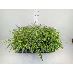 Chlorophytum com. 'Ocean'