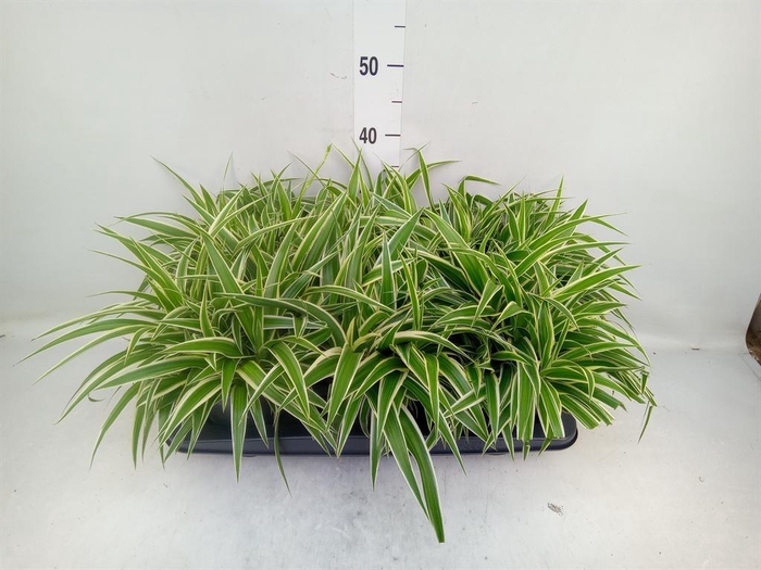 <h4>Chlorophytum com. 'Ocean'</h4>