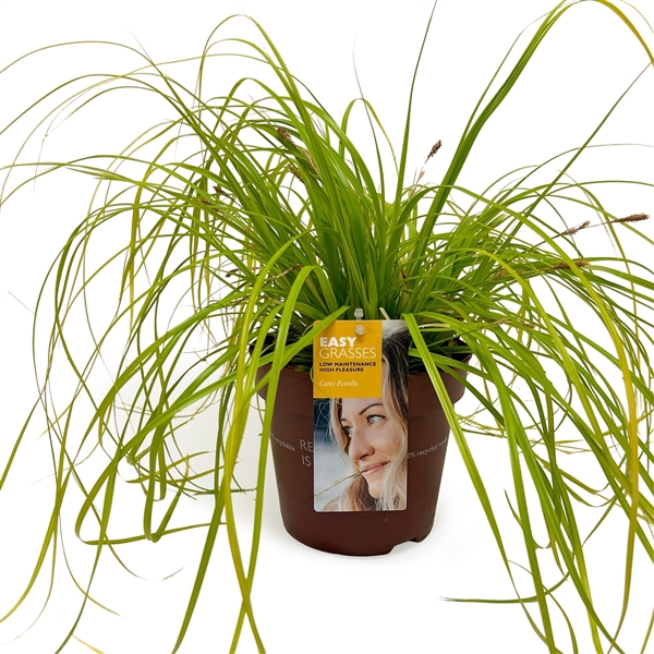 <h4>Carex oshimensis Everillo</h4>