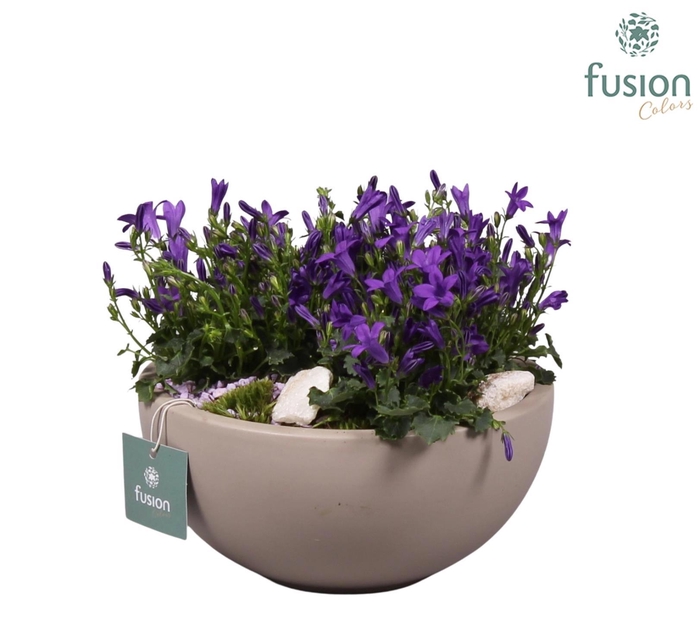 <h4>Schaal keramiek Moon Medium grijs mat met Campanula 24uur levertijd</h4>