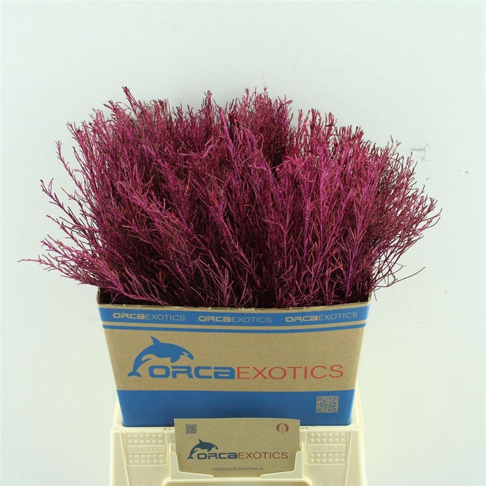 <h4>Kaaps Stoebe Kleurbehandeld</h4>