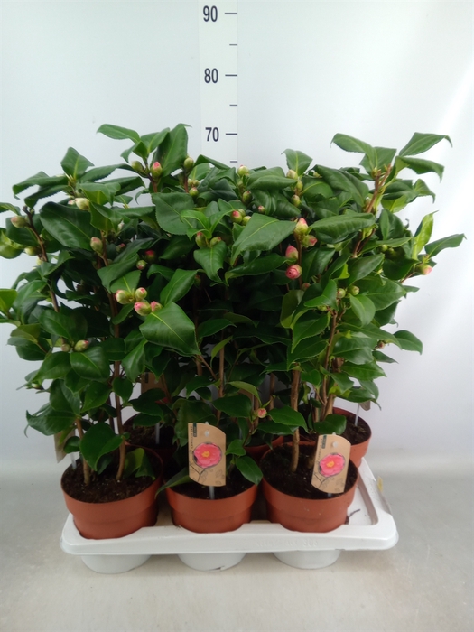 <h4>Camellia japonica 'Dr King'</h4>