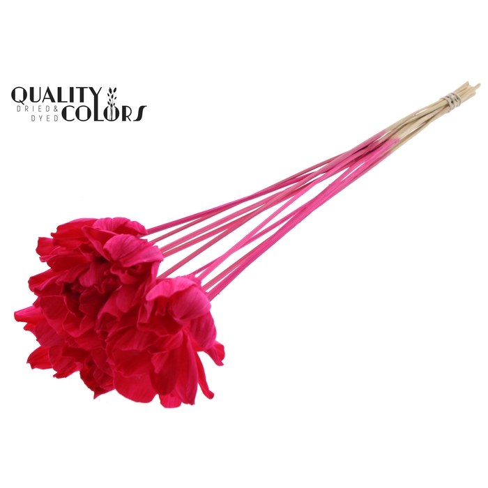 <h4>Shola Dear Holly 6cm on stem Cerise</h4>