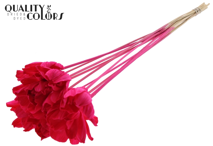 Shola Dear Holly 6cm on stem Cerise