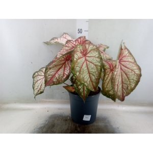 Caladium   ...