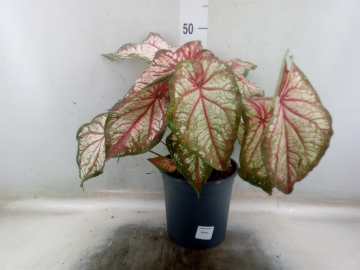 <h4>Caladium   ...</h4>