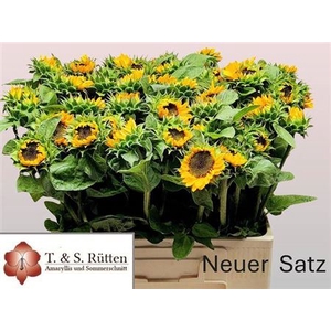 Helianthus Sonja