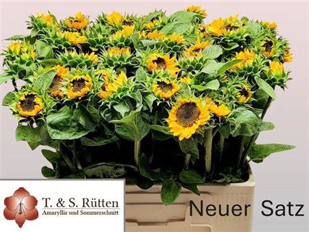<h4>Helianthus Sonja</h4>