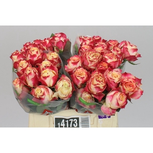Rosa Gr Chapeau