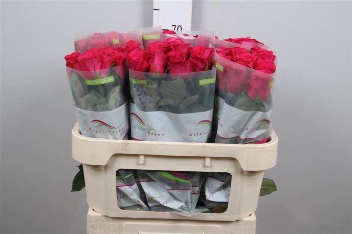 <h4>R Gr Oblica</h4>