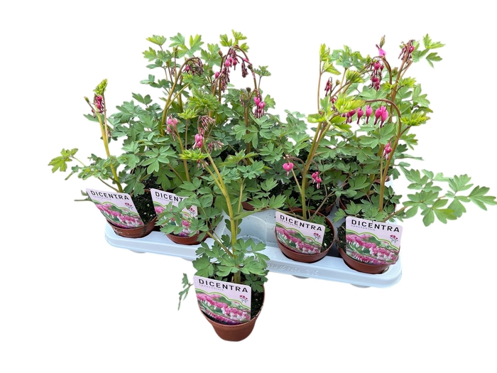 <h4>DICE SPECTABILIS</h4>