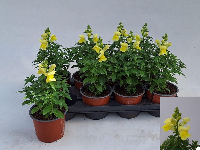 <h4>ANTIRR MA OV</h4>