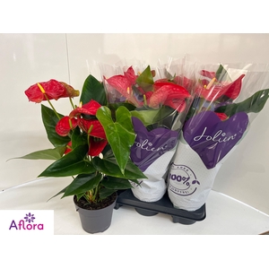 ANTHU AN BAMBINO RED