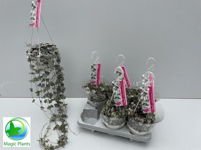 <h4>CEROP WO VARIEGATA</h4>