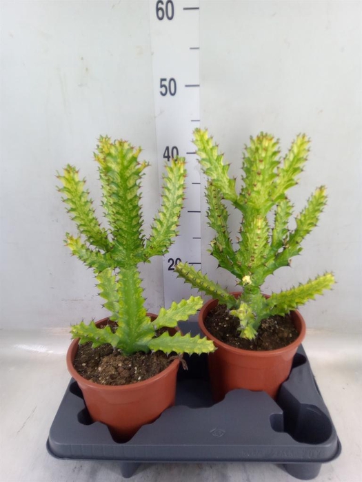 <h4>Euphorbia   ...</h4>