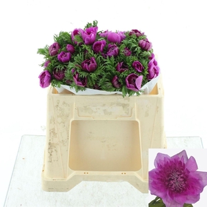 ANEM CO LEVAN FUCSIA