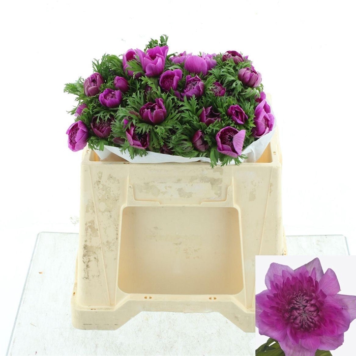 <h4>ANEM CO LEVAN FUCSIA</h4>