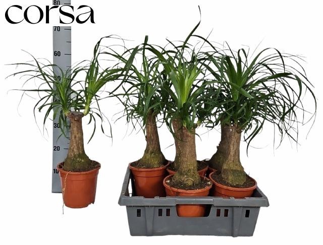 <h4>BEAUCARNEA RECUR</h4>