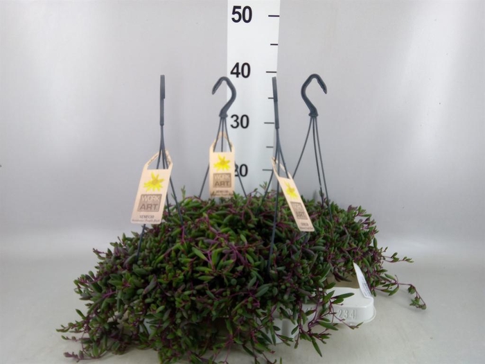 <h4>Senecio   ...</h4>