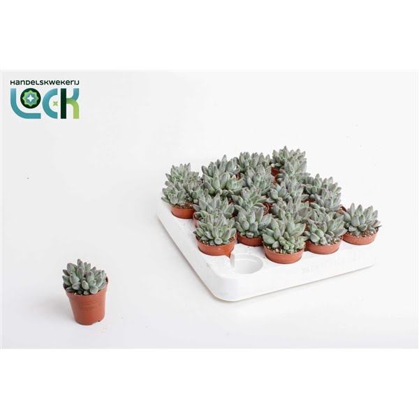 <h4>Echeveria Hookeri</h4>