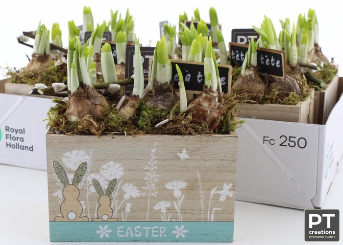 <h4>ARR N TETE A TETE</h4>