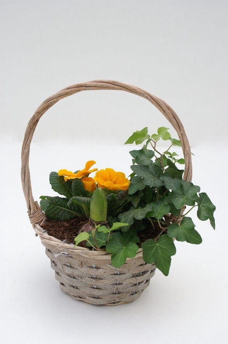 <h4>Primula Hengselmand (Hedera & Hya)</h4>