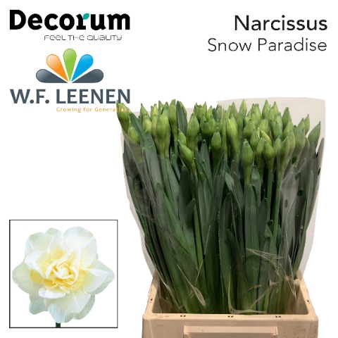 <h4>Narcissus Snow Paradise 566 2 x 50</h4>