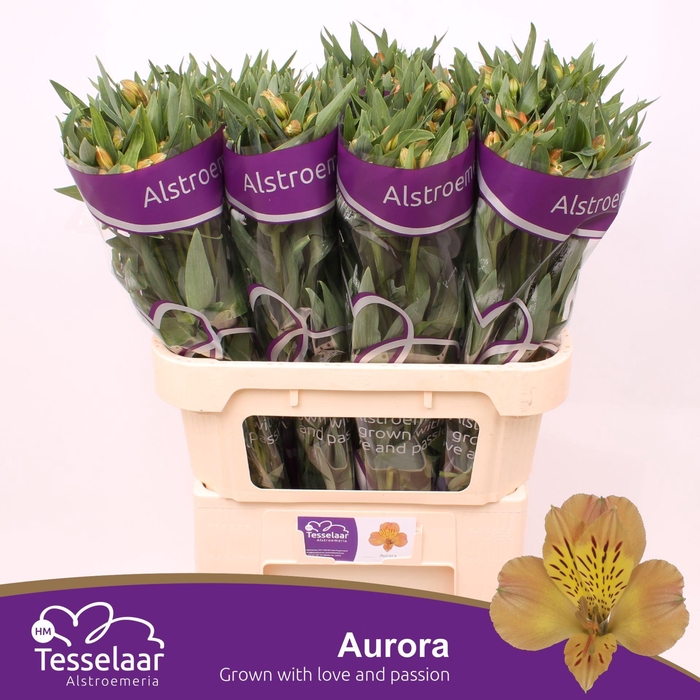 <h4>Alstroemeria Aurora</h4>