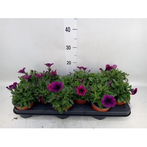 Petunia  'Famous Electric Purple'