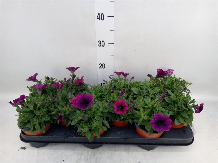 <h4>Petunia 'Famous Electric Purple'</h4>