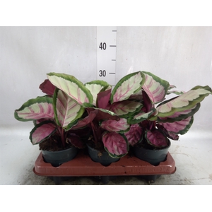 Calathea roseopicta 'Rosy'