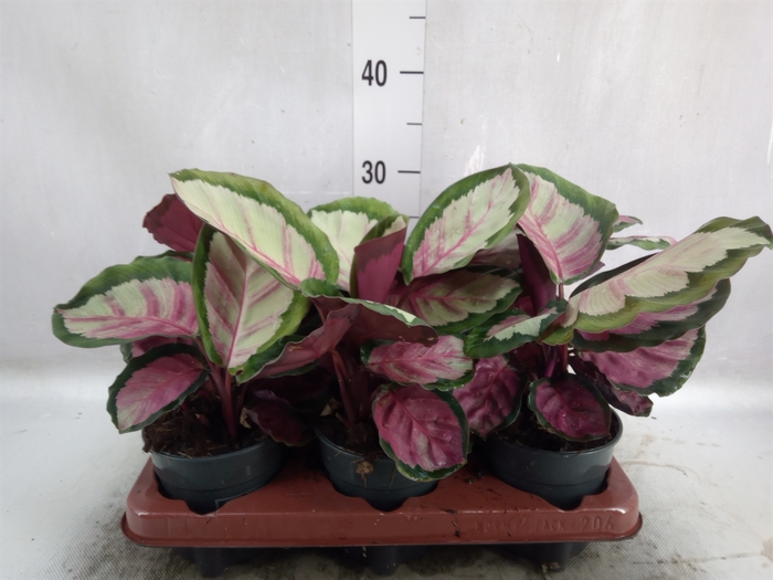 Calathea roseopicta 'Rosy'