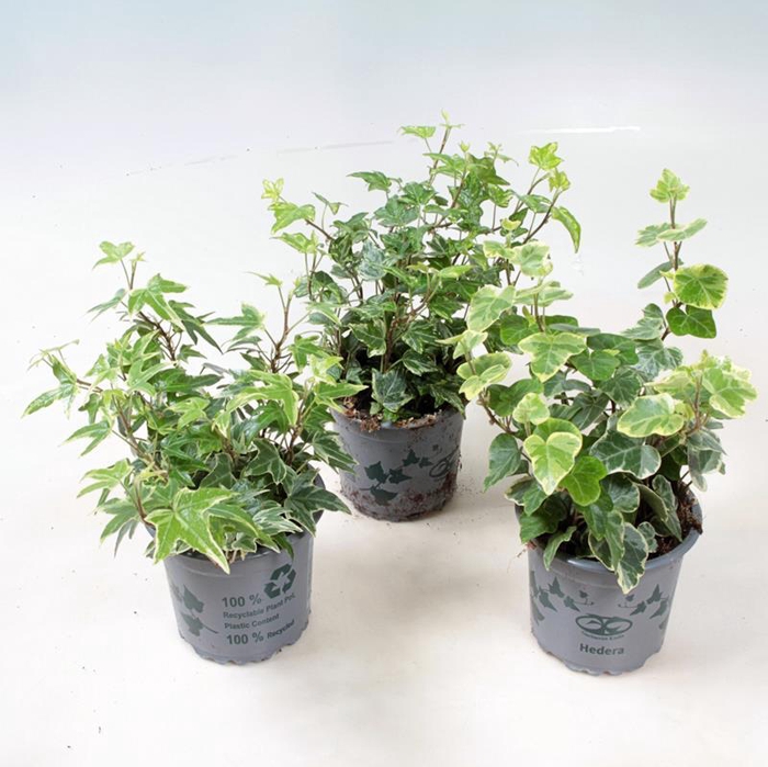 <h4>HEDERA HELIX</h4>