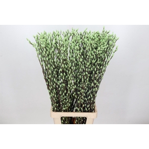 Salix Caprea Snow Flake P. Mint