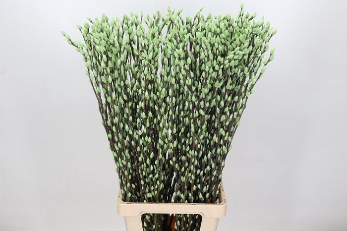 <h4>Salix Caprea Snow Flake P. Mint</h4>