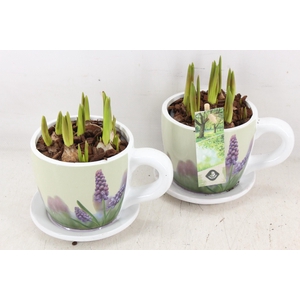 arr4 Muscari JS - Floral kop/schotel x6