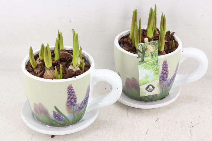 <h4>arr4 Muscari JS - Floral kop/schotel x6</h4>