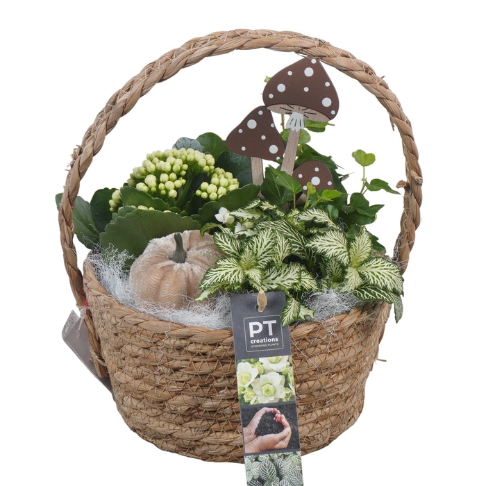 <h4>Arr.   Planten L%</h4>