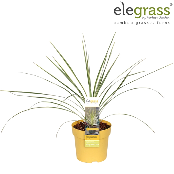 <h4>Cordyline australis 'Lime Passion' P14</h4>