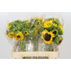 Helianthus Orange Fire