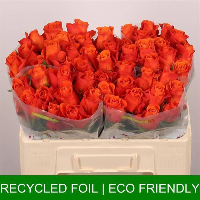 <h4>R Gr Orange Wave</h4>